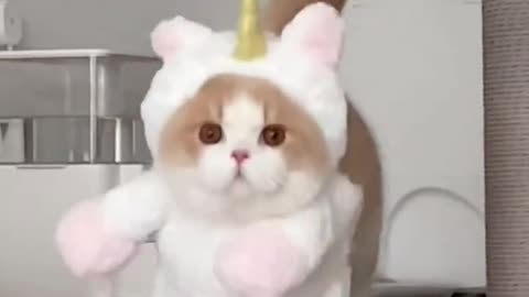 Cute unicorn cat