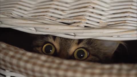 Cat keeps peeping me while changing dress || PEEPING TOM ||