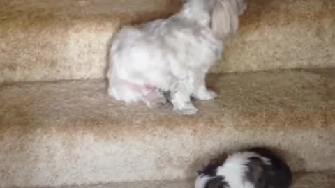 Puppies vs Stairs: Puppy Tries Stairs with Help From Cat, Dog Siblings | The Dodo