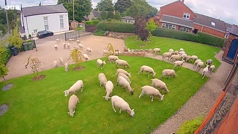 Watch- Door camera captures flock of sheep in garden