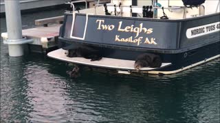 Sea Otters Sunbathing on Boat