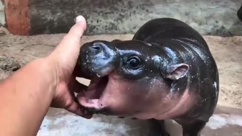 🦛 Charming baby hippopotamus.