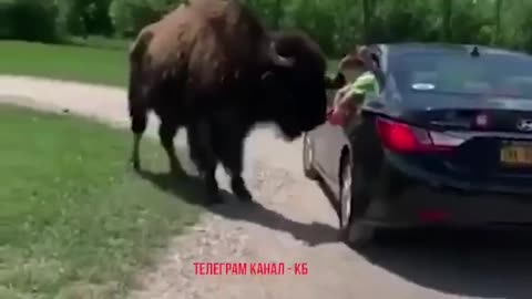 Bison attack Boy for trying to feed it ☹