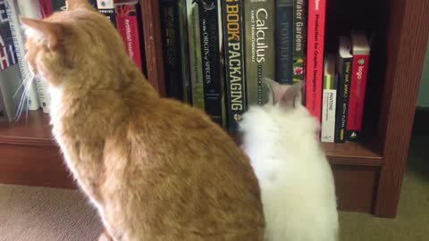 Bored Bunny Astutely Annoys Calm Cat