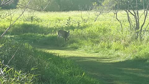 Spotted a dear on our walk trail