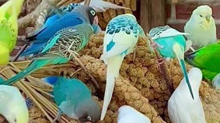 Budgies in large flock - aviary birds and sounds