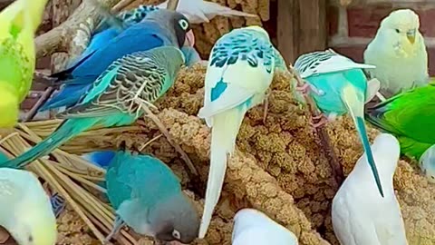 Budgies in large flock - aviary birds and sounds