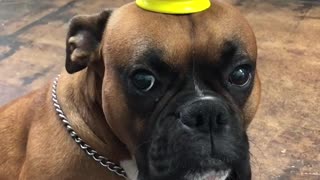 Dog balances cup on his head