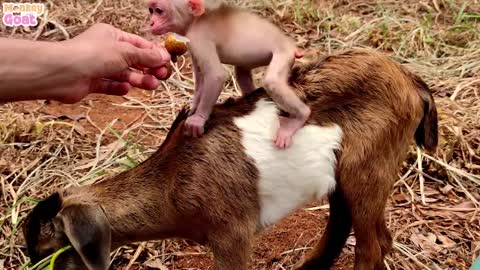 Baby monkey thinks the goat is her dad