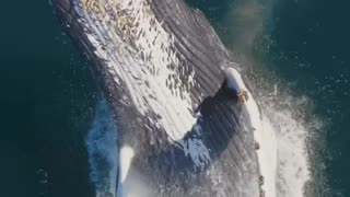 Beautiful perspective of a Humpback Whale breach!