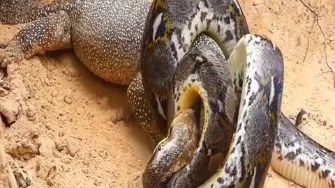 Lions Vs Big Python snake Real Fight
