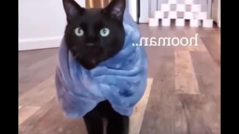 Cat Fashion Show,You Never Watch Before.