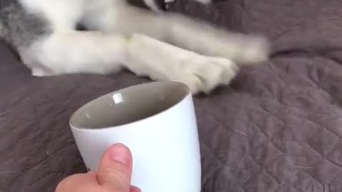 Husky Has Vocal Reaction to Cup of Tea