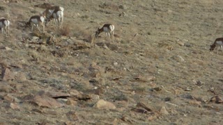 Antelope passing thru