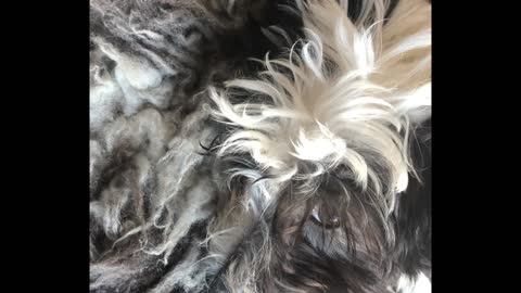 Cutest dog ever camos on sheep skin rug
