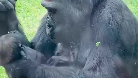 Gorilla Show baby Fantastic