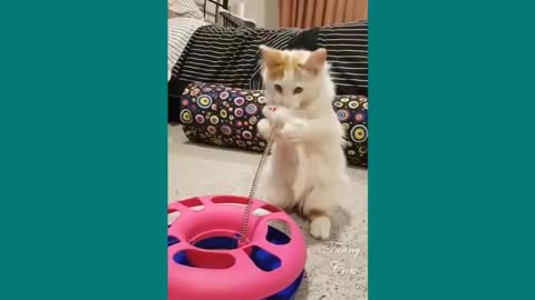 Baby cats 🐈😺 cute and funny video series funny cat high!!