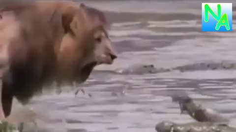 Lion vs crocodille..