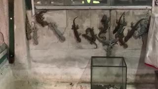 Wall Tarp Hides Group of Geckos