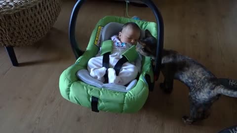 Cats Meeting New born Babies for the first time