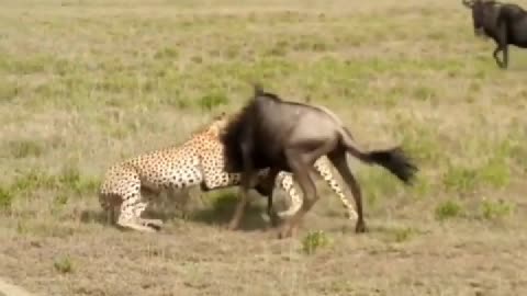 Two cheetahs grabbed wildebeest, only to be wildebeest