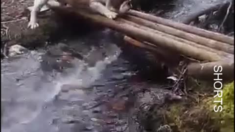 WATCH : It's Not Easy Crossing This Massive River. 😂 #Shorts #funny_dogs