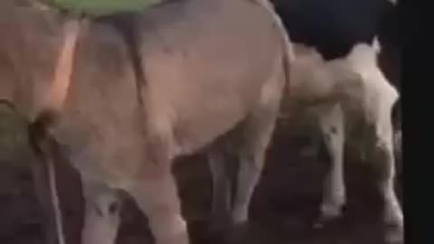 Donkey kicks disobedient cow