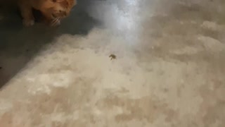 Frog Saved From Curious Cat