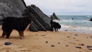 Bernese Mountain Dog trying to get puppy to stay out of the waves