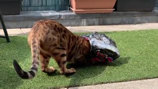 Bengal Cat Gets His Head Stuck Inside Cardboard Box