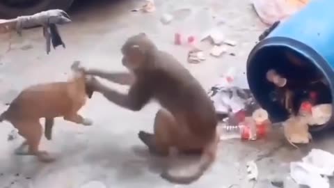 Dog and monkey funny moments 🤣