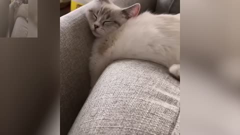 Lazy Cat