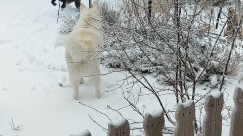 My husky and lab having some more fun