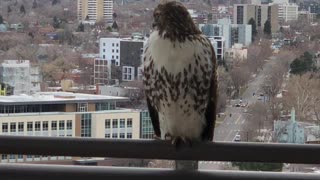 Red Tailed Hawk