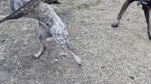 Blue Heeler vs Belgian Malamois vs Human