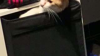 Cute Cat Stuck in Box