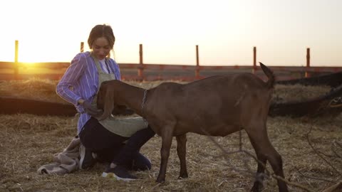 Happy woman feed from hands cute goat on local farm