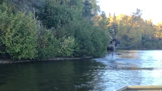 Couple Catches Moose Swimming Across Alaskan River