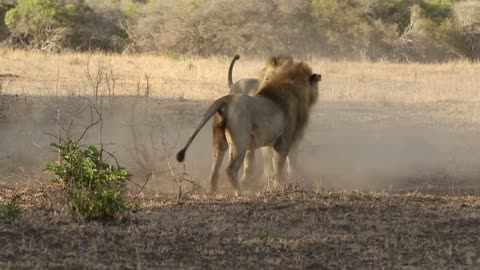 Male lion fighting over territory __photowildsa!