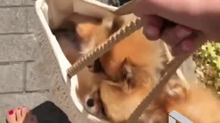 3 Poms in a bag