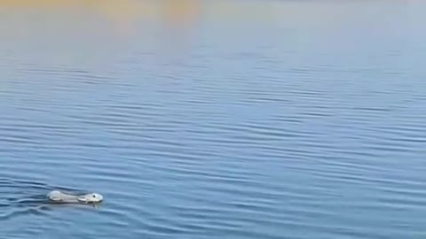 rabbit swimming | bunny videos