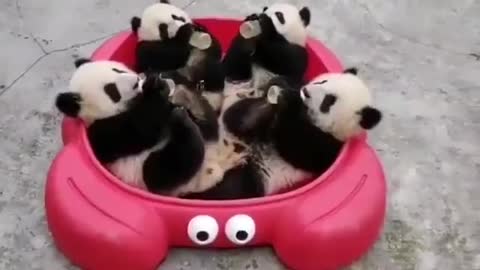 I’ve got a massive bowl of baby pandas! Jealous? Love them? Give them a home at your place!