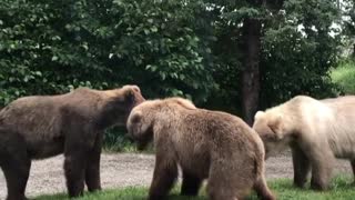 Bears Stand Off on Lodge Pathway