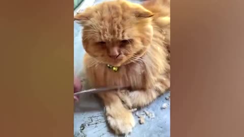 Tabby cat has adorably satisfied reaction while being groomed