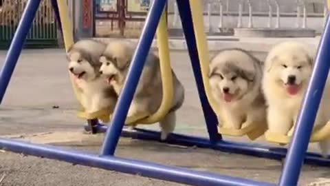 Cute and adorable Alaskan Malamute pets run and play 😍 cute Puppies