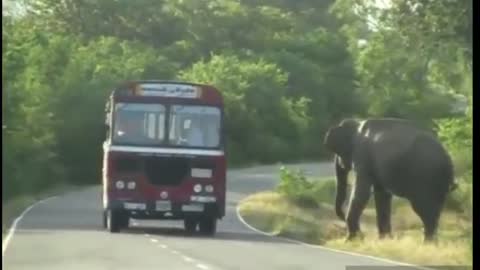 The Most Craziest Elephant on Roads