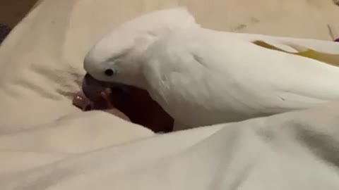 Cockatoo plays this little piggy with owners toes