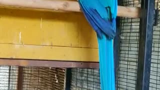 Blue Macaw Farming in India | Bird Nest | Beautiful Birds