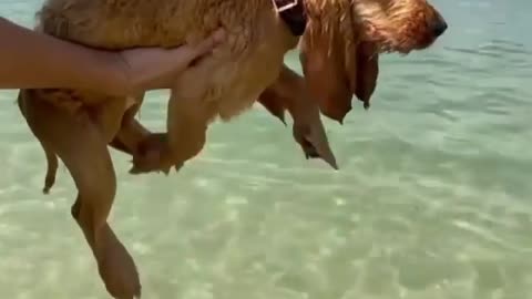 swimmer puppy