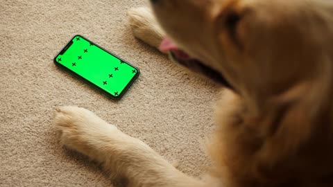 Golden retriever lying on carpet in living room and using smartphone for online shopping